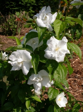 Jaśminowiec (Philadelphus x) Polar Star